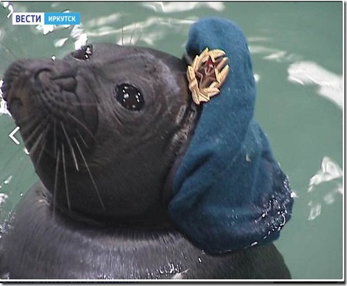 Patriotic Baikal Seals Parade on WWII Victory Day