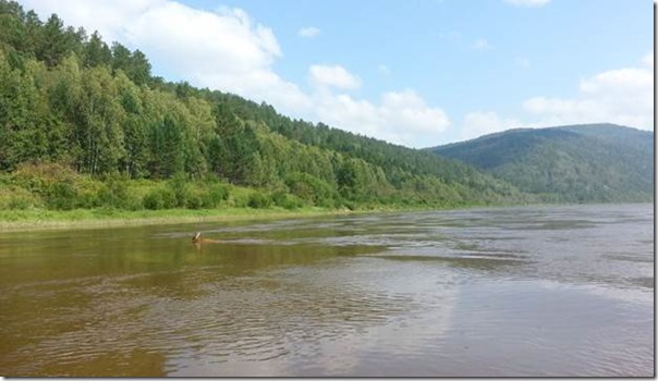 A New Wildlife Refuge established on the Shilka and Upper Amur River