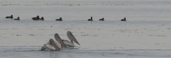 Xi Jinping invited the world to “join hands to write a new chapter in global wetlands conservation”