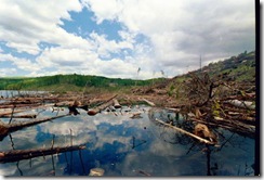 timber in new hydropower reservoir