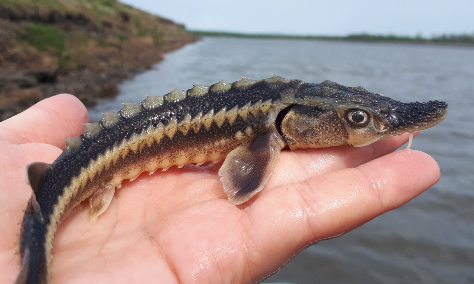 Georgia Should Take Urgent Measures to Protect Rioni River Biodiversity