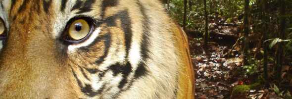 Hydropower dams may derail the St. Petersburg Declaration on Tiger Conservation